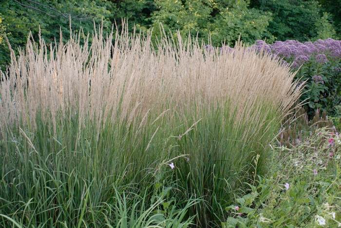 Feather Reed Grass - Calamagrostis acutiflora 'Karl Foerster'