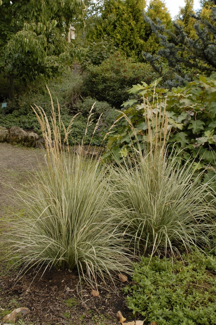 Feather Reed Grass - Calamagrostis acutiflora 'Overdam' Feather Reed Grass - Calamagrostis acutiflora 'Overdam'