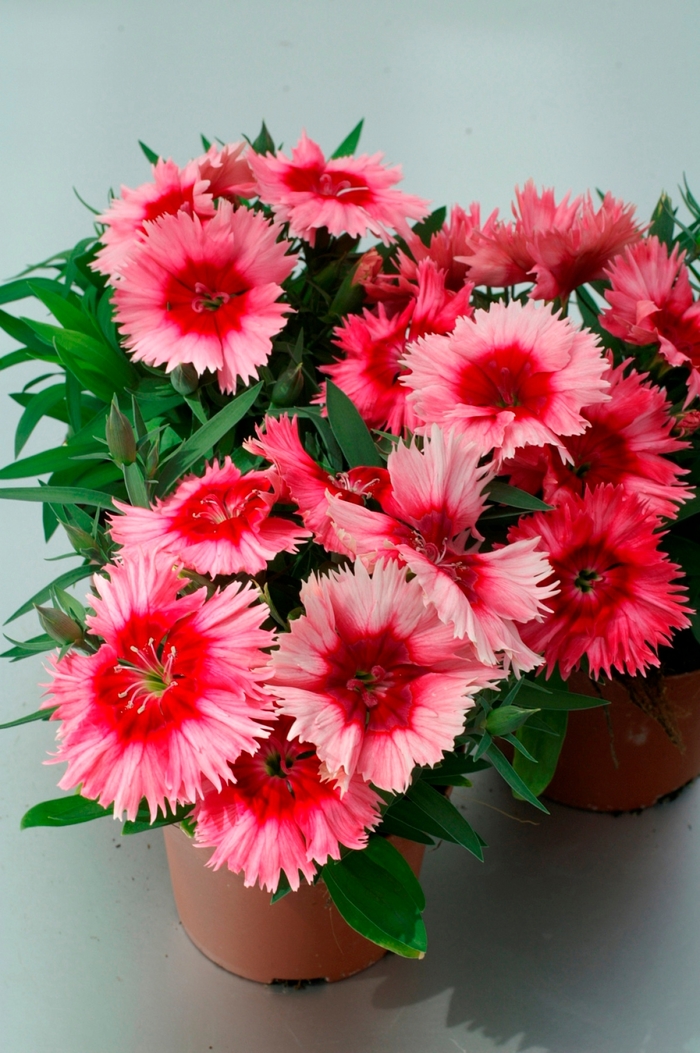 Dianthus - Dianthus chinensis (Pinks) Diana 'Scarlet Picotee'