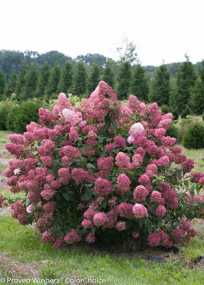 Hydrangea - Hydrangea paniculata 'Fire Light'