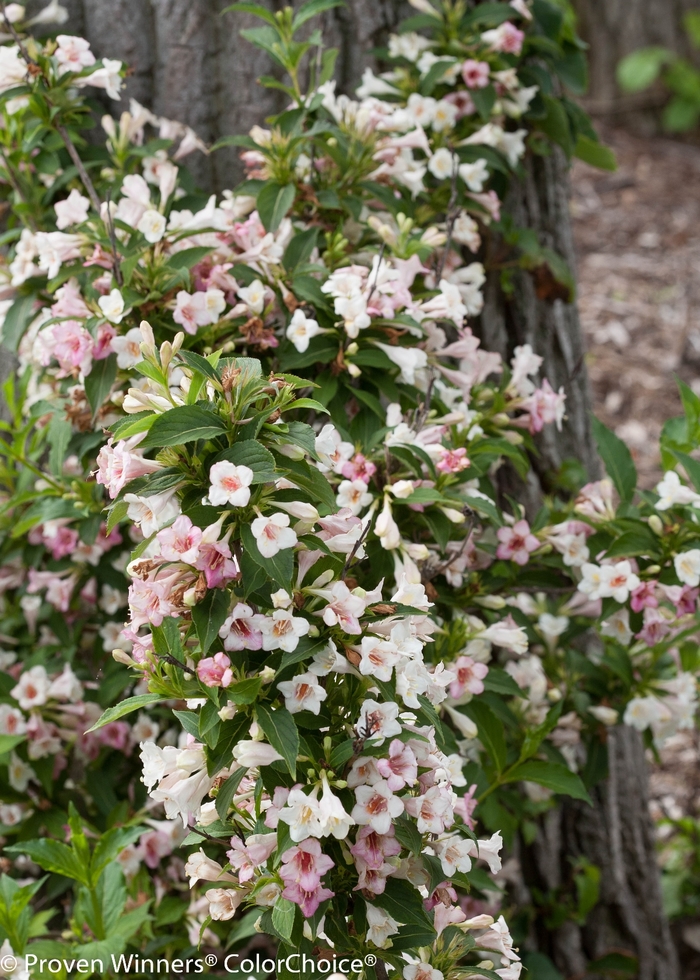 Sonic Bloom® Pearl - weigela florida 'Bokrasopea' PP24585 (Weigela) Sonic Bloom® Pearl - weigela florida 'Bokrasopea' PP24585 (Weigela)