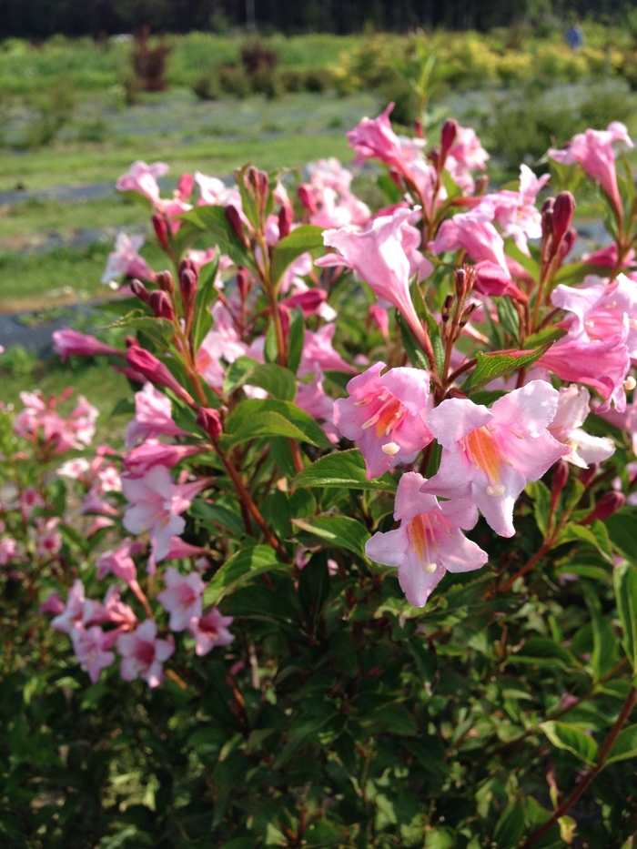 Sonic Bloom® Pure Pink - Weigela florida Sonic Bloom® Pure Pink - Weigela florida