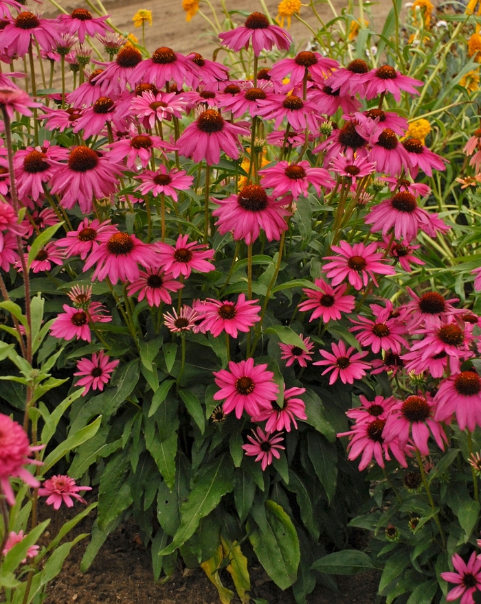 Butterfly 'Purple Emperor' - Echinacea hybrid Butterfly 'Purple Emperor' - Echinacea hybrid