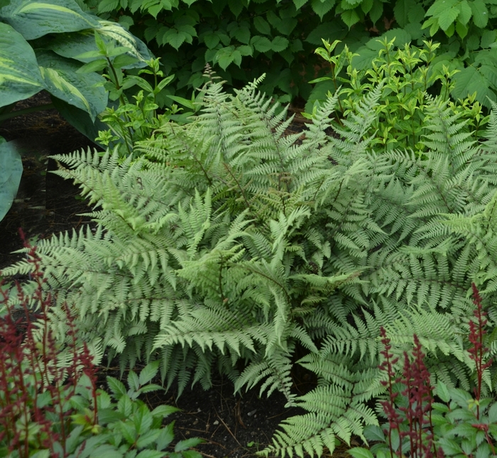'Ghost' - Athyrium hybrid 'Ghost' - Athyrium hybrid