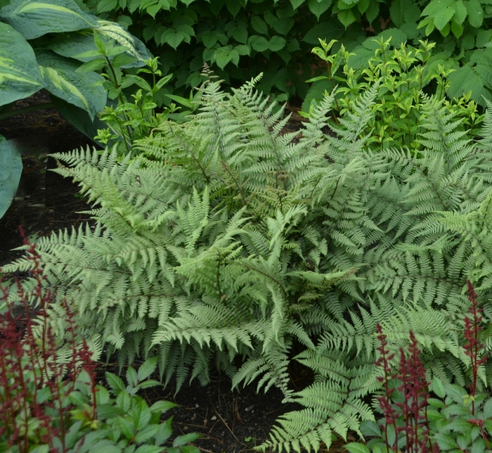 'Ghost' - Athyrium hybrid