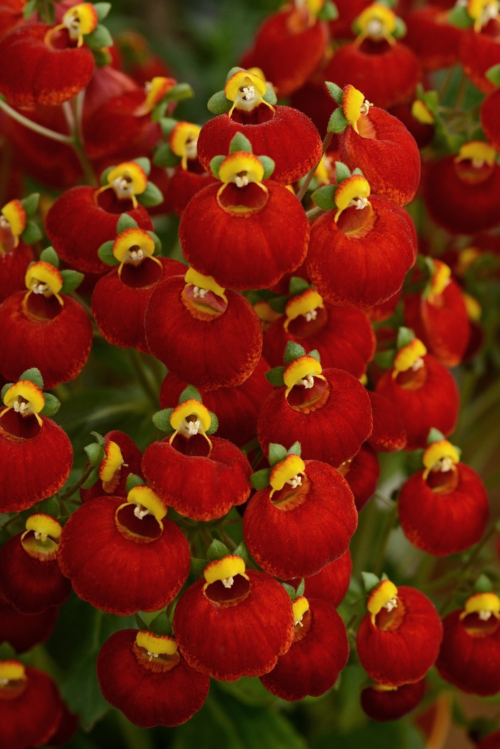 Calceolaria (Pocketbook Plant) - Calceolaria 'Calynopsis Red' Calceolaria (Pocketbook Plant) - Calceolaria 'Calynopsis Red'