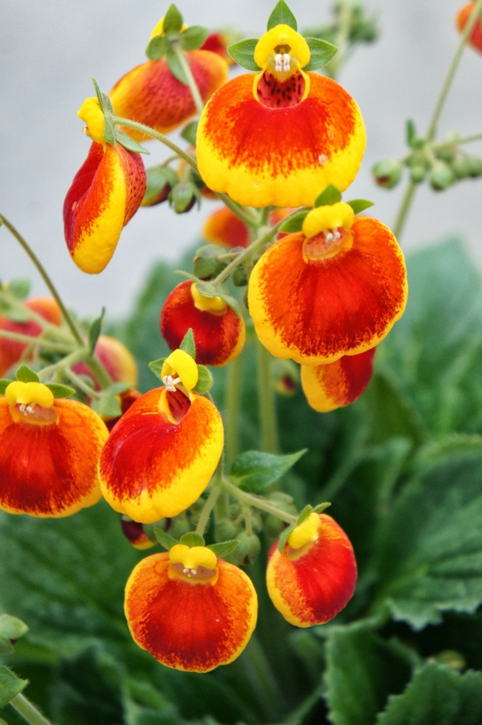 Calceolaria (Pocketbook Plant) - Calceolaria 'Calynopsis Yellow Red'