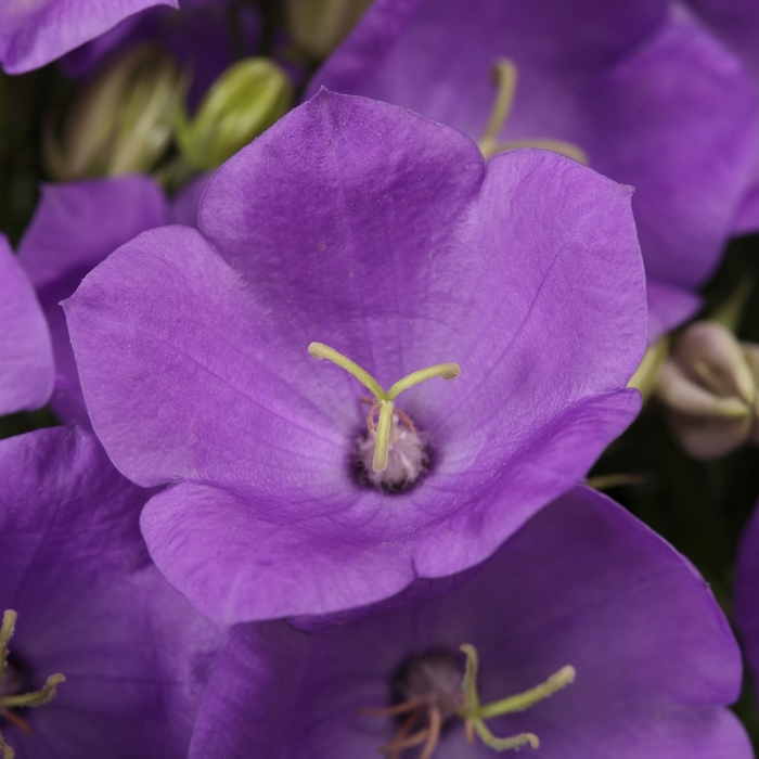 Bellflower - Campanula carpatica 'Rapido Blue'