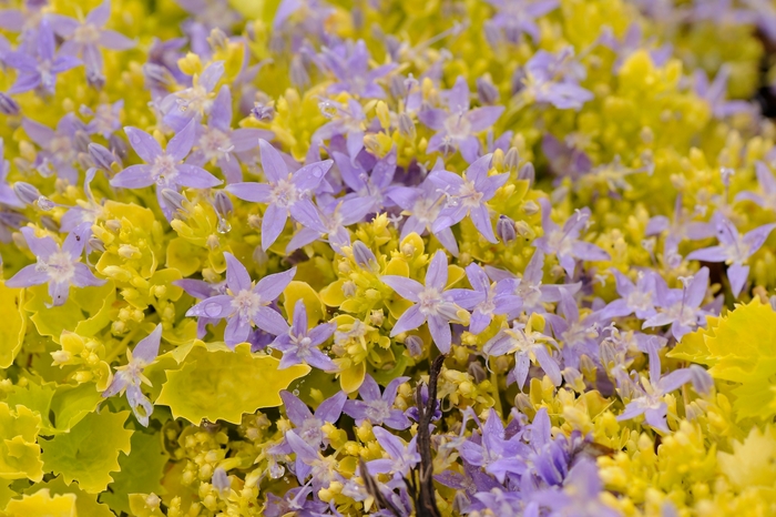 Bellflower - Campanula 'Dickson's Gold'