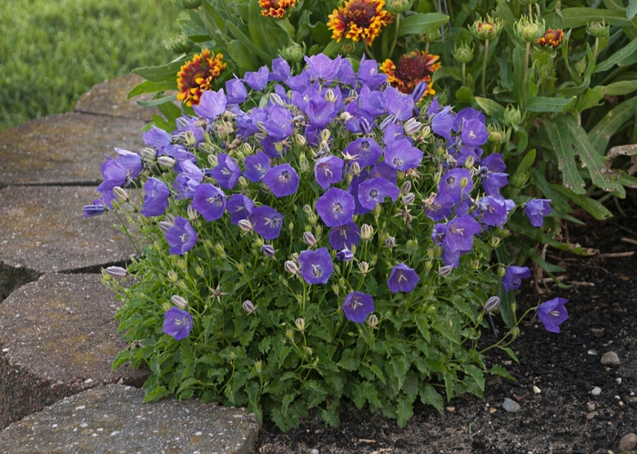 Bellflower - Campanula carpatica 'Pearl Deep Blue'