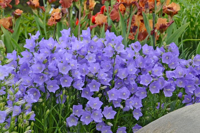 Bellflower - Campanula persicifolia 'Takion Blue' Bellflower - Campanula persicifolia 'Takion Blue'