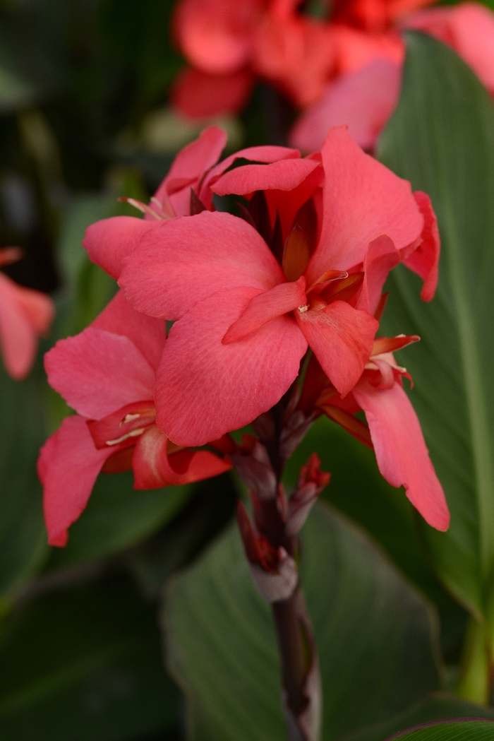 Canna - Canna x generalis 'Cannova Rose'