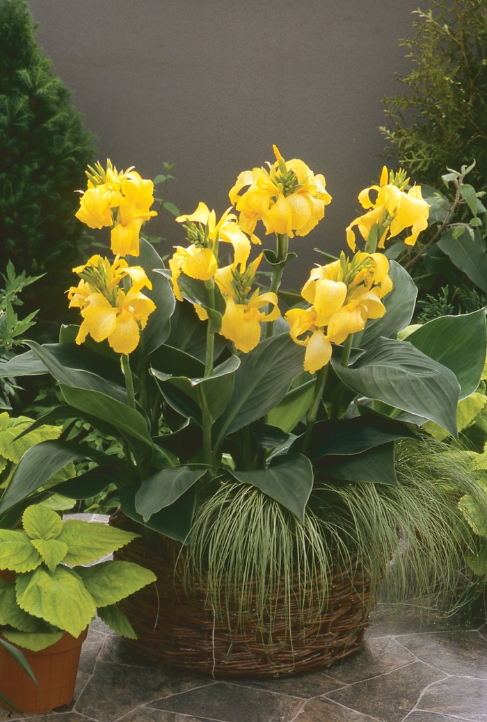 Canna - Canna x generalis 'Cannova® Yellow'