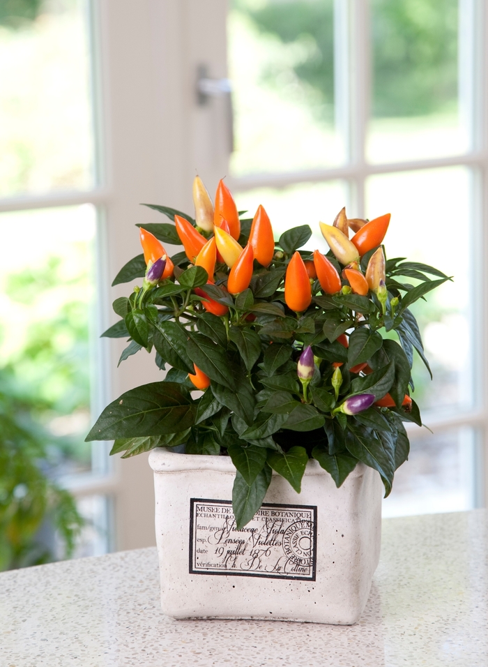 Acapulco® Orange - Capsicum annuum (Ornamental Pepper) Acapulco® Orange - Capsicum annuum (Ornamental Pepper)