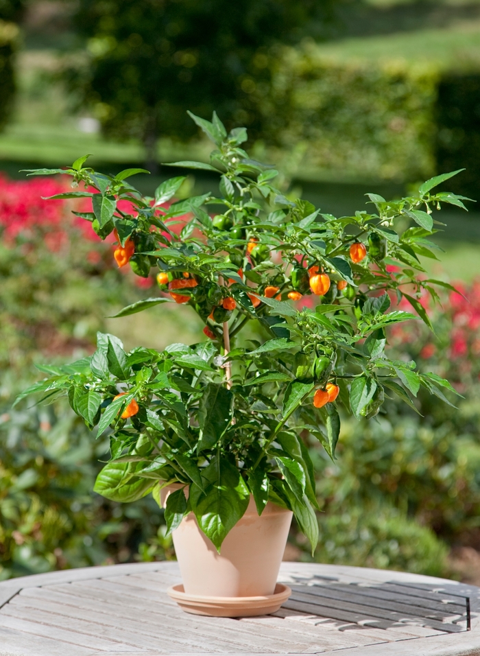 Pepper, Hot - Capsicum 'Habanero'