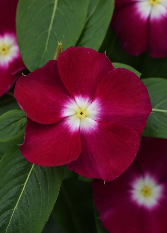 Annual Vinca; Periwinkle - Catharanthus r. 'Mediterranean XP Burgundy Halo' Annual Vinca; Periwinkle - Catharanthus r. 'Mediterranean XP Burgundy Halo'