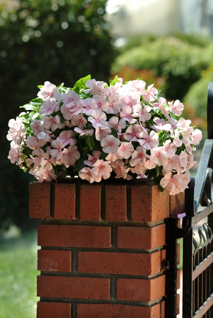 Annual Vinca; Periwinkle - Catharanthus r. 'Mediterranean XP Peach' Annual Vinca; Periwinkle - Catharanthus r. 'Mediterranean XP Peach'