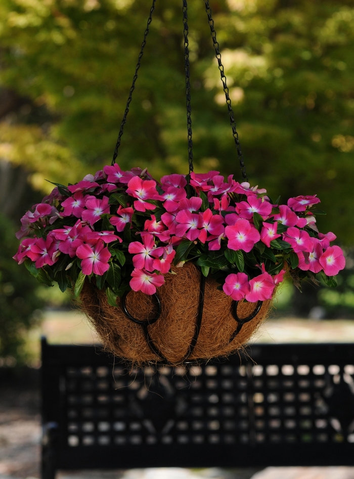 Annual Vinca; Periwinkle - Catharanthus r. 'Mediterranean XP Rose Halo' Annual Vinca; Periwinkle - Catharanthus r. 'Mediterranean XP Rose Halo'