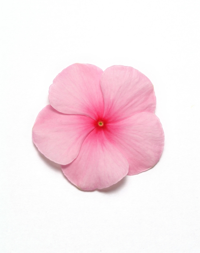 Vinca - Catharanthus roseus 'Pacifica XP Blush' Vinca - Catharanthus roseus 'Pacifica XP Blush'