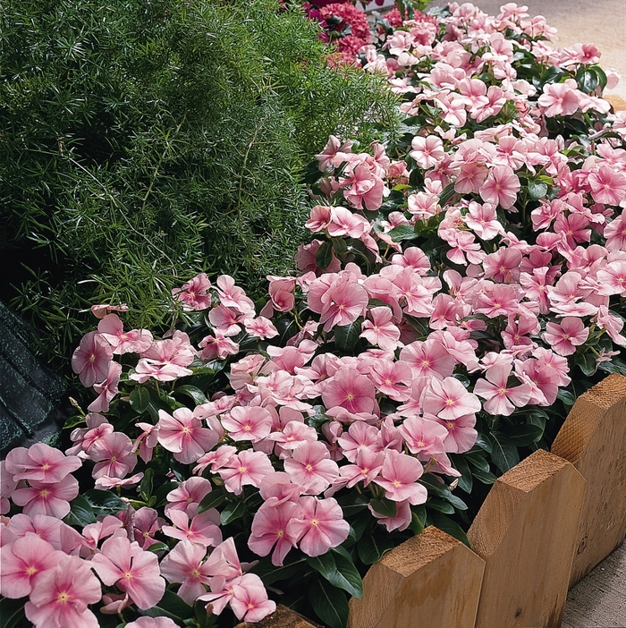 Annual Vinca; Periwinkle - Catharanthus roseus 'Pacifica XP Icy Pink' Annual Vinca; Periwinkle - Catharanthus roseus 'Pacifica XP Icy Pink'