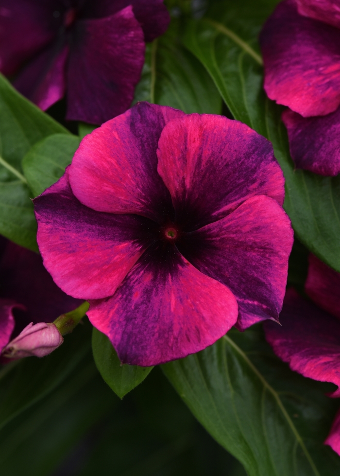 Periwinkle - Catharanthus roseus 'Tattoo Black Cherry' Periwinkle - Catharanthus roseus 'Tattoo Black Cherry'
