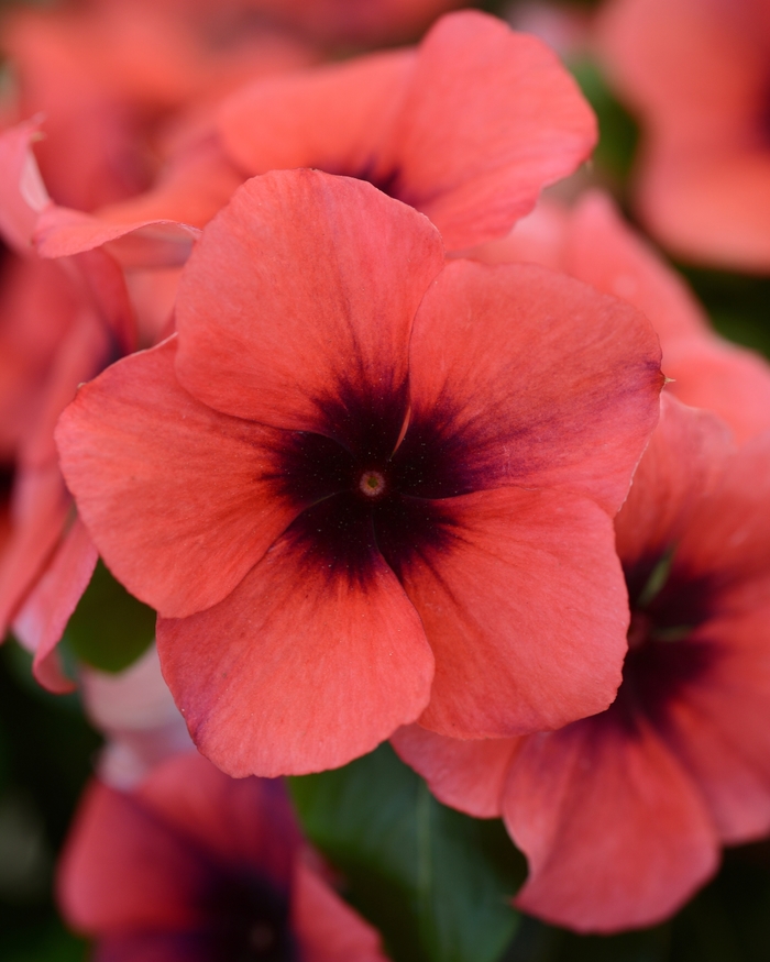 Periwinkle - Catharanthus roseus 'Tattoo Papaya' Periwinkle - Catharanthus roseus 'Tattoo Papaya'