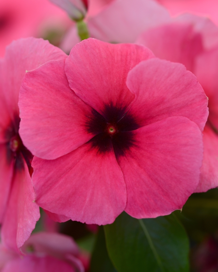 Periwinkle - Catharanthus roseus 'Tattoo Raspberry'