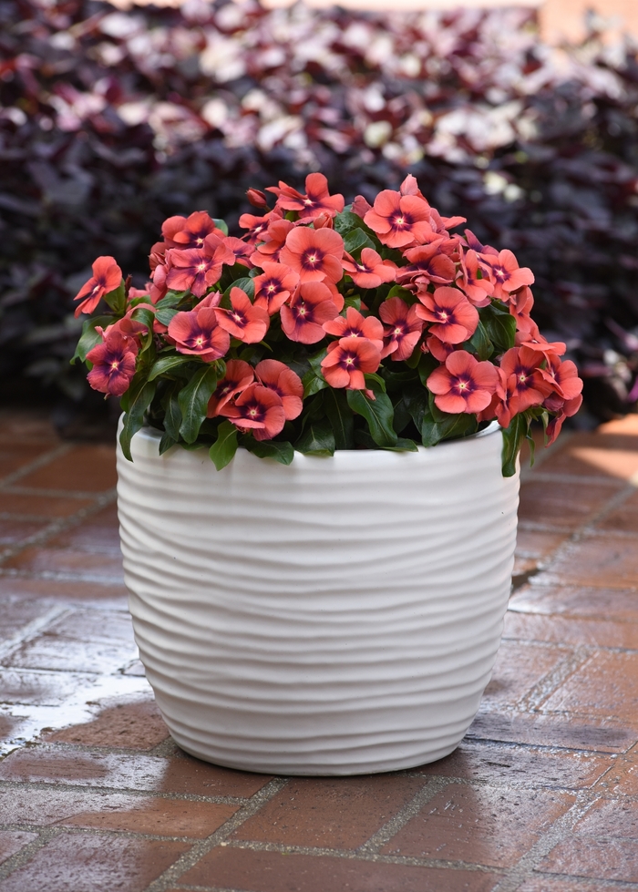 Periwinkle - Catharanthus roseus 'Tattoo Tangerine'