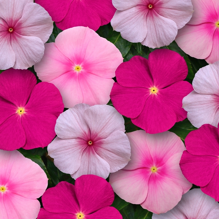 Titan™ Vinca - Catharanthus roseus 'Titan Bubble Gum Mix'