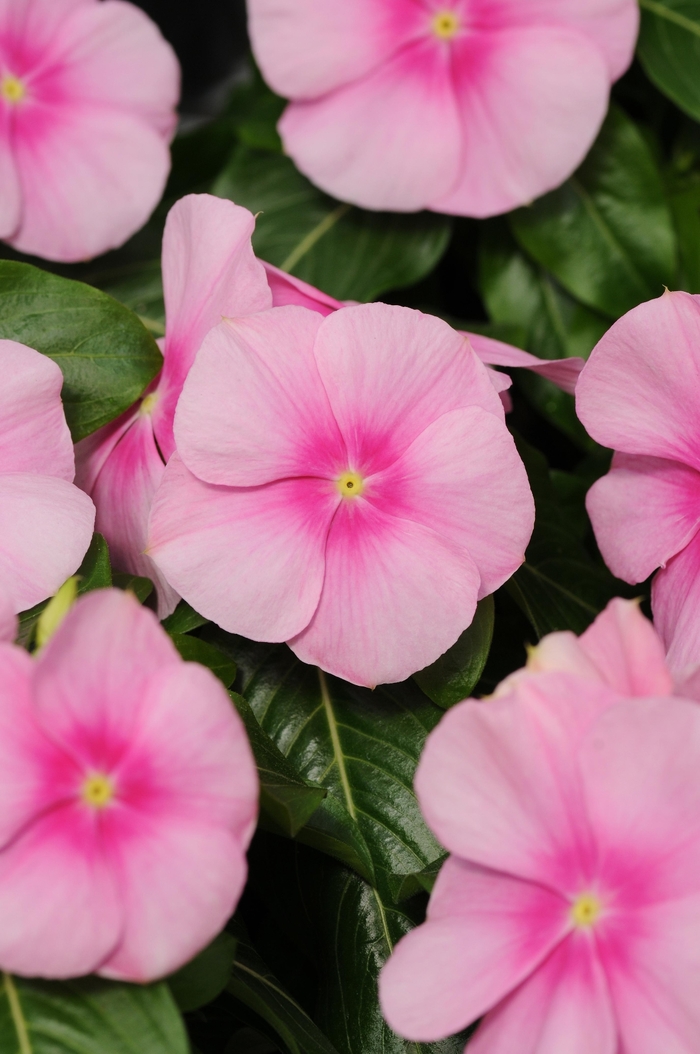 Vinca - Catharanthus roseus Titan™ 'Icy Pink'