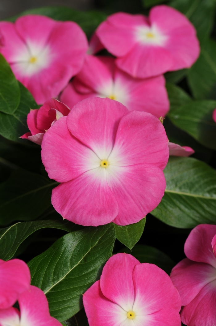 Vinca - Catharanthus roseus Valiant™ Burgundy 