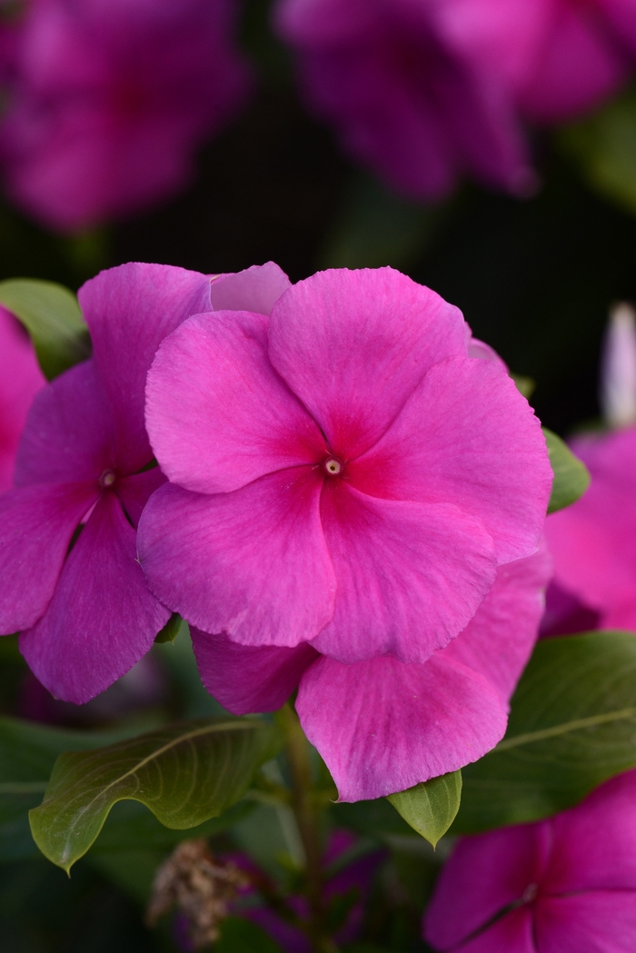 Vinca - Catharanthus roseus Valiant™ Lilac Vinca - Catharanthus roseus Valiant™ Lilac