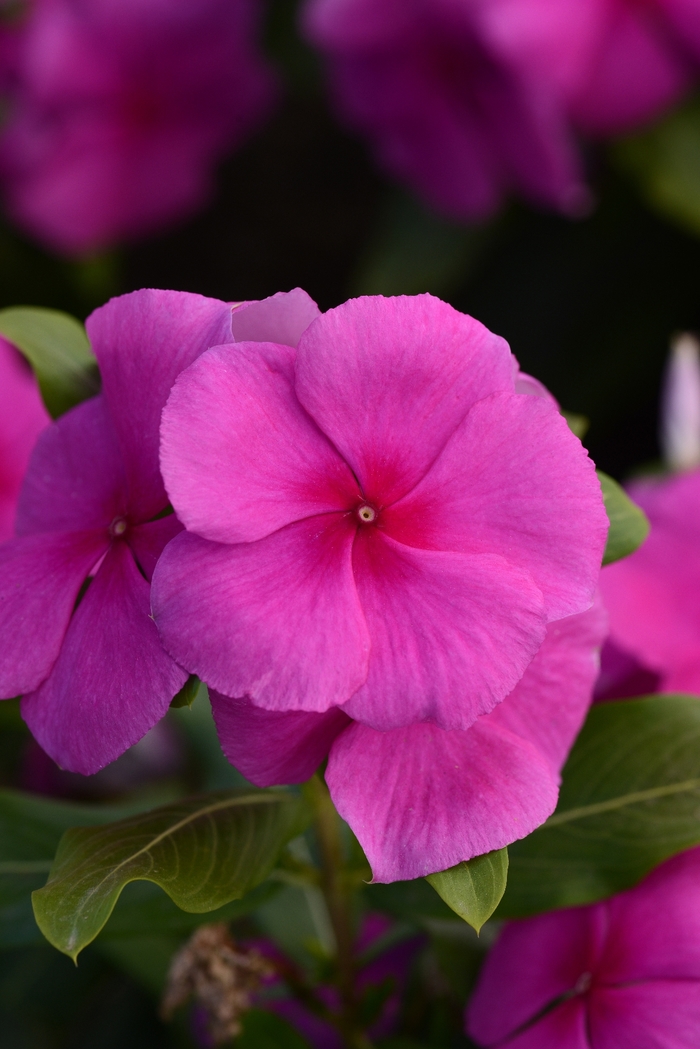 Vinca - Catharanthus roseus Valiant™ Lilac 