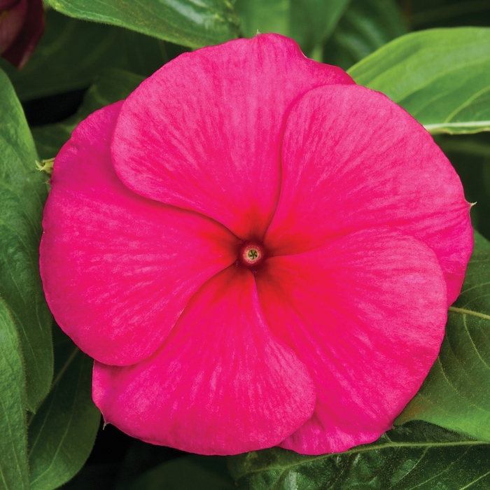 Cora® Vinca - Catharanthus roseus 'Cora Burgundy' Cora® Vinca - Catharanthus roseus 'Cora Burgundy'