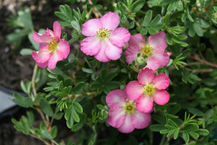 Happy Face Hearts® Potentilla - Potentilla fruticosa 'SMNPPS' PP30710, Can PBRAF (Potentilla)