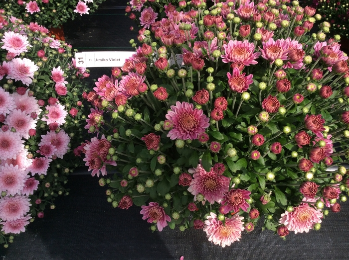Belgian® 'Amiko Violet' - Chrysanthemum