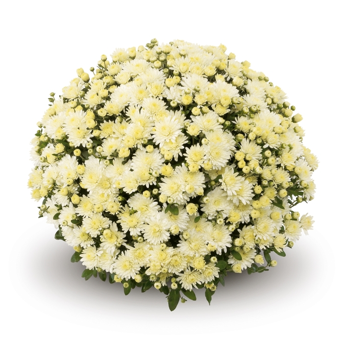 Belgian® 'Amiko White' - Chrysanthemum 
