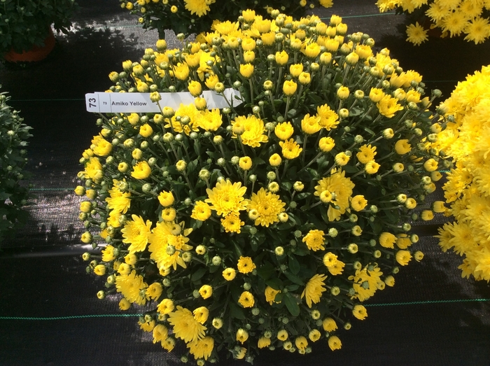 Belgian® Mum - Chrysanthemum 'Amiko Yellow'