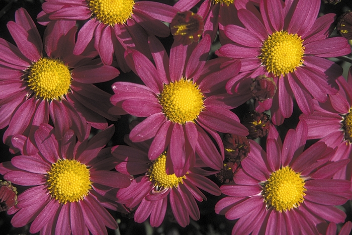 Amphion Purple - Chrysanthemum x morifolium