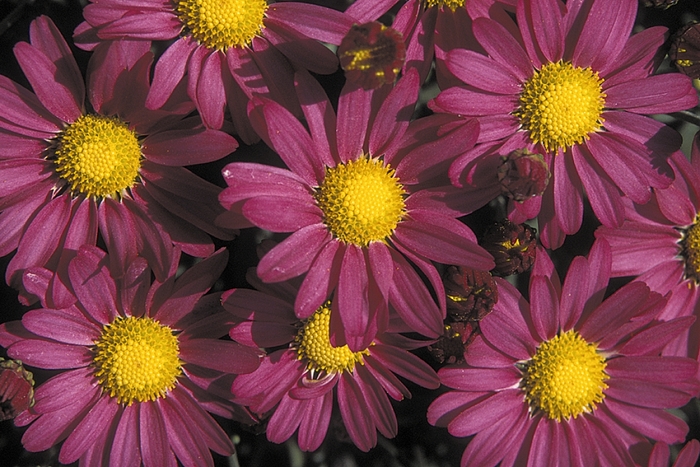 Amphion Purple - Chrysanthemum x morifolium Amphion Purple - Chrysanthemum x morifolium