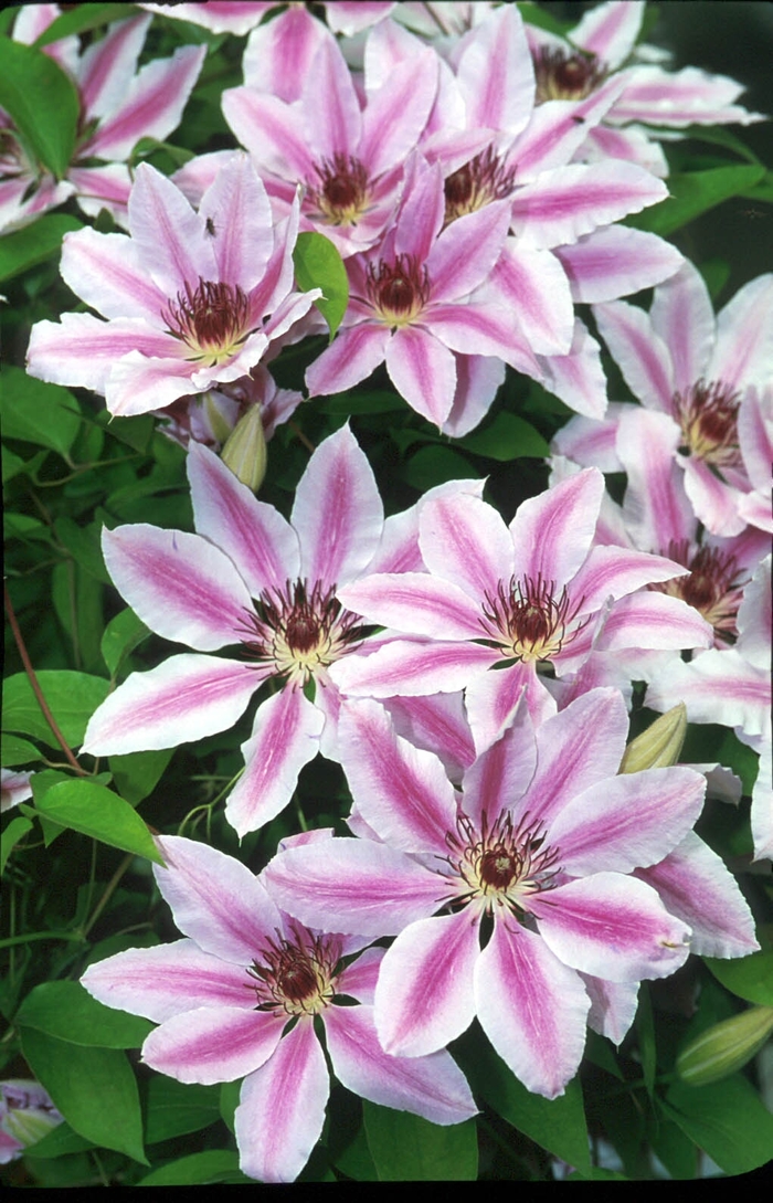 Clematis - Clematis hybrid 'Nellie Moser'