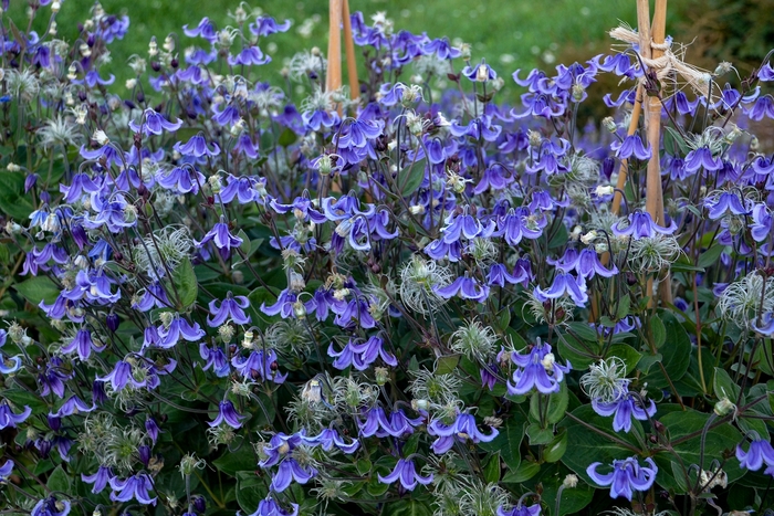 Bush Clematis - Clematis hybrid 'Stand By Me'