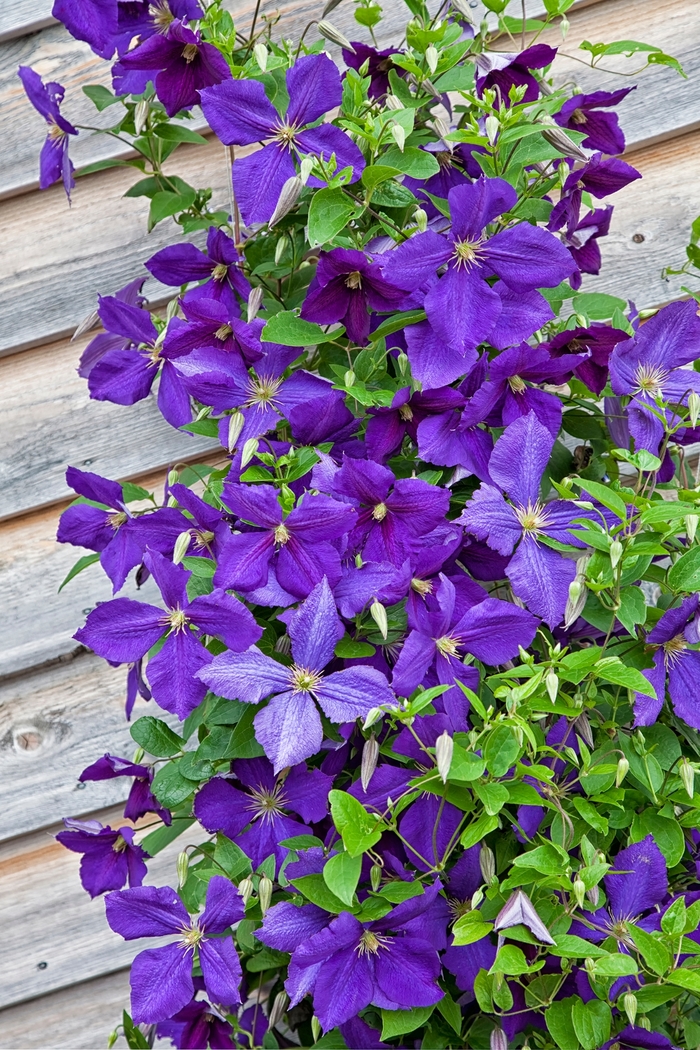 Clematis - Clematis x 'Jackmanii'