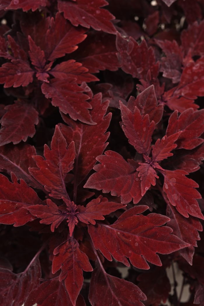 Coleus - Solenostemon scuttelariodes 'Flame Thrower™ Salsa Roja'