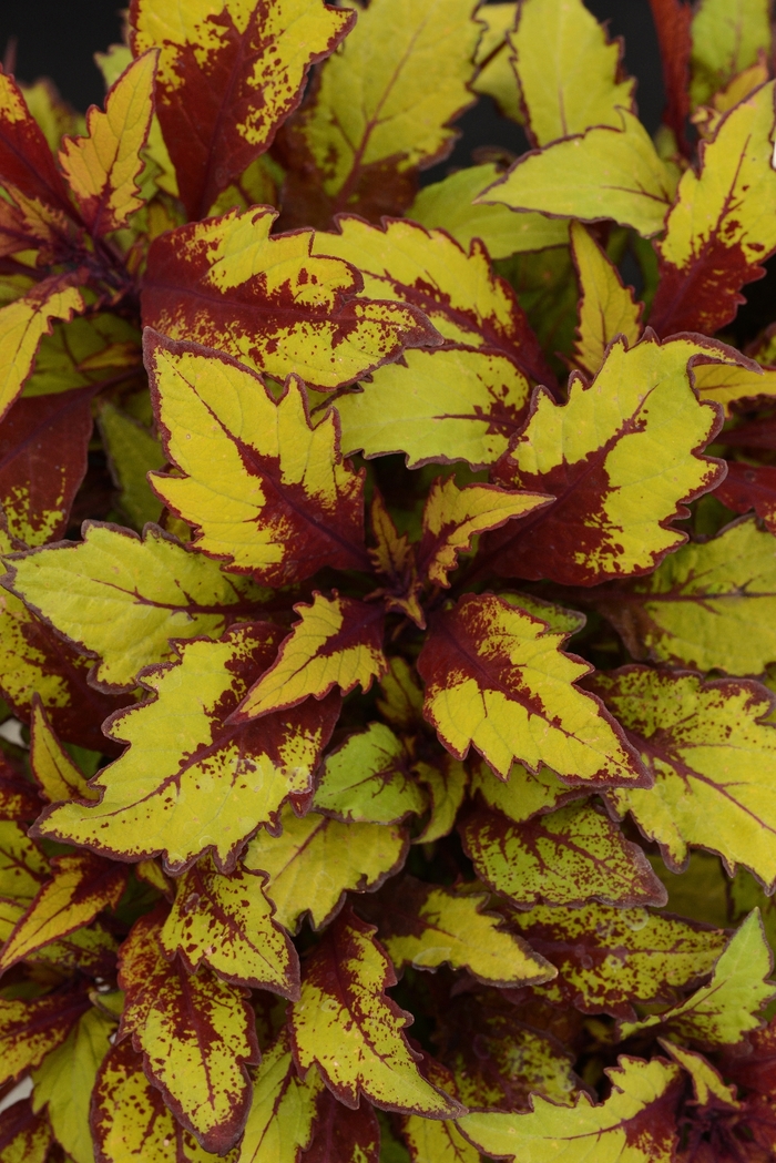 Coleus - Solenostemon scutellariodes Flame Thrower™ 'Spiced Curry'