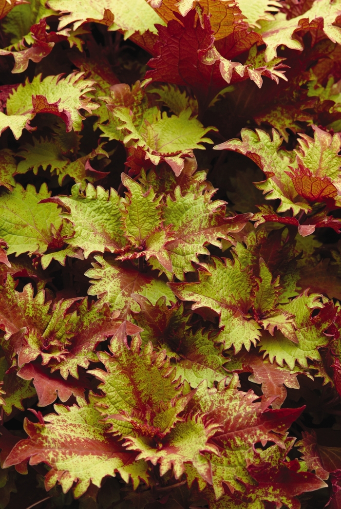 Coleus - Solenostemon scutellariodes ‘Henna' Coleus - Solenostemon scutellariodes ‘Henna'