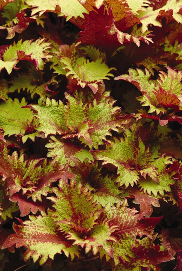 Coleus - Solenostemon scutellariodes ‘Henna'