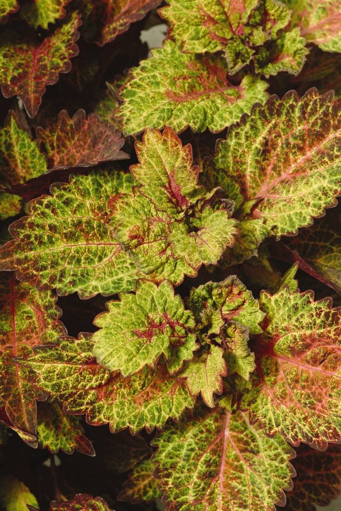 Coleus - Solenostemon scutellariodes ‘Indian Summer' Coleus - Solenostemon scutellariodes ‘Indian Summer'