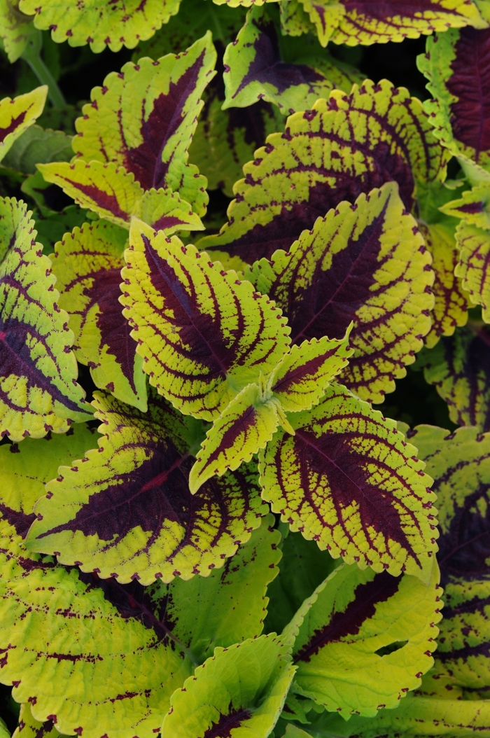 Coleus - Solenostemon scutellarioides 'Kong Jr.™ Lime Vein' Coleus - Solenostemon scutellarioides 'Kong Jr.™ Lime Vein'