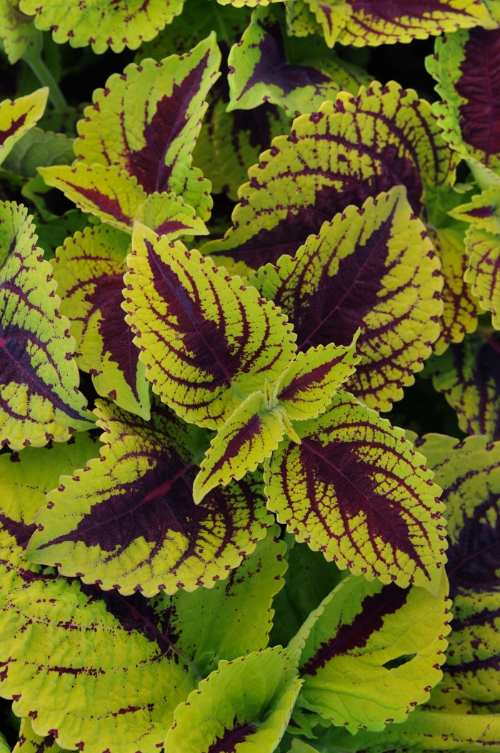 Coleus - Solenostemon scutellarioides 'Kong Jr.™ Lime Vein'